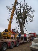 2024 :: Trasplantando un gran Celtis australis