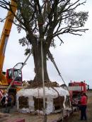 2024 :: Celtis preparado para el traslado