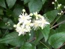 2024 :: Clematis vitalba