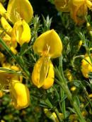 2024 :: Cytisus scoparius