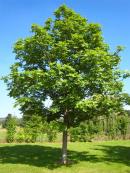 2024 :: Fraxinus excelsior