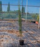 2024 :: cupressus semperviren