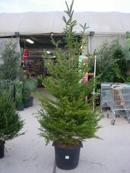 2024 :: Picea abies excelsa