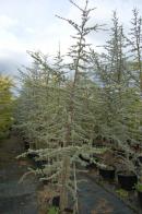 2024 :: Cedrus Atlántica Glauca