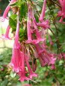 2024 :: Detalle de Abelia floribunda, ideal para jardinería decorativa