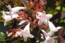 2024 :: Abelia x grandiflora