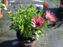 2024 :: Osteospermum