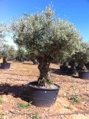2024 :: Olea europea ejemplar, nuestro olivo OMEYA tratado con la poda tradicional de la Córdoba califal...