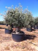 2024 :: nuestro olivo OMEYA de tronco viejo y bajo y espledorosa copa
