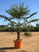 2024 :: Trachycarpus fortunei, palmera de la fortuna.