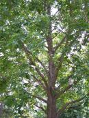 2024 :: Liquidambar styraciflua