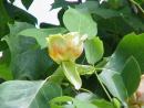 2024 :: Liriodendron tulipifera