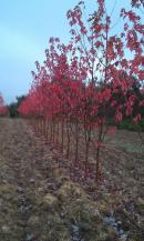 2024 :: Nuestros Arces rojos plantados en campo