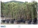 2024 :: Quercus ilex contenedor en nuestras fincas