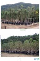 2024 :: Quercus suber en contenedor