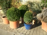 Buxus sempervirens Suffruticosa (Boj común)