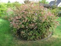 Abelia 'Edward Goucher'