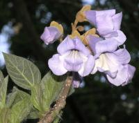 Paulownia tomentosa (Paulonia), detalle de la flor