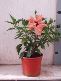 Hibiscus Rosa Sinensis