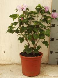 Hibiscus syriacus (Altea, Rosa de Siria) Hibiscus syriacus (Altea, Rosa de Siria)