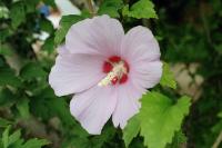 Hibiscus syriacus (Altea, Rosa de Siria)