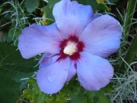 Hibiscus syriacus (Altea, Rosa de Siria)