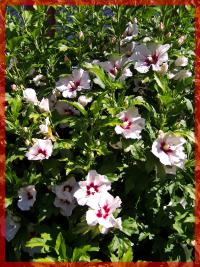 Hibiscus syriacus (Altea, Rosa de Siria)