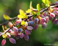 Berberis hispanica (Agracejo)