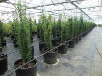 Ilex crenata Fastigiata