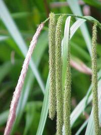 Carex pendula