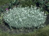 Cerastium tomentosum (Canastilla de plata)