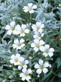 Cerastium tomentosum (Canastilla de plata)