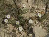 Cistus clusii (Romero macho)