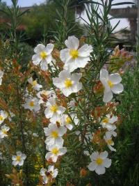 Cistus clusii (Romero macho)