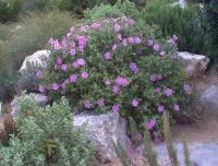 Cistus crispus (Jara rizada)