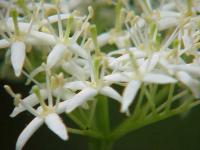 Cornus sanguinea (Cornejo)