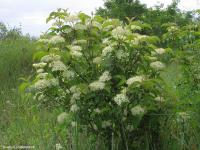 Cornus sanguinea (Cornejo)