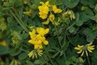 Coronilla valentina (Coronilla)