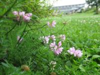 Coronilla varia