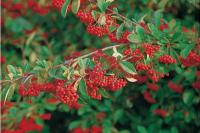 Cotoneaster francheti (Cotoneaster)