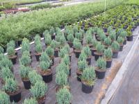 Juniperus chinensis "Stricta"