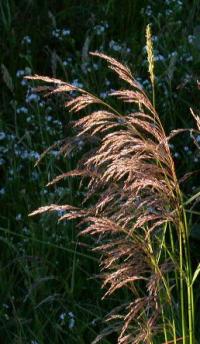 Deschampsia caespitosa