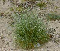 Elymus farctus