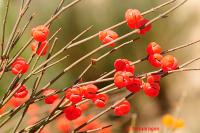 Ephedra nebrodensis