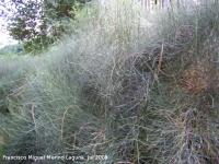 Ephedra nebrodensis