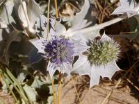 Eryngium maritimum