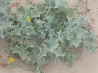 Eryngium maritimum