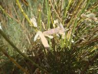 Genista cinerea (Hiniesta)