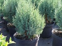 Juniperus chinensis "Stricta"