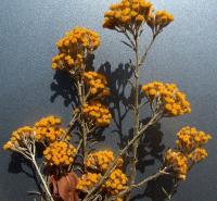 Helichrysum italicum (Siempreviva)